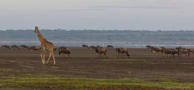 Migration, Lake Ndutu