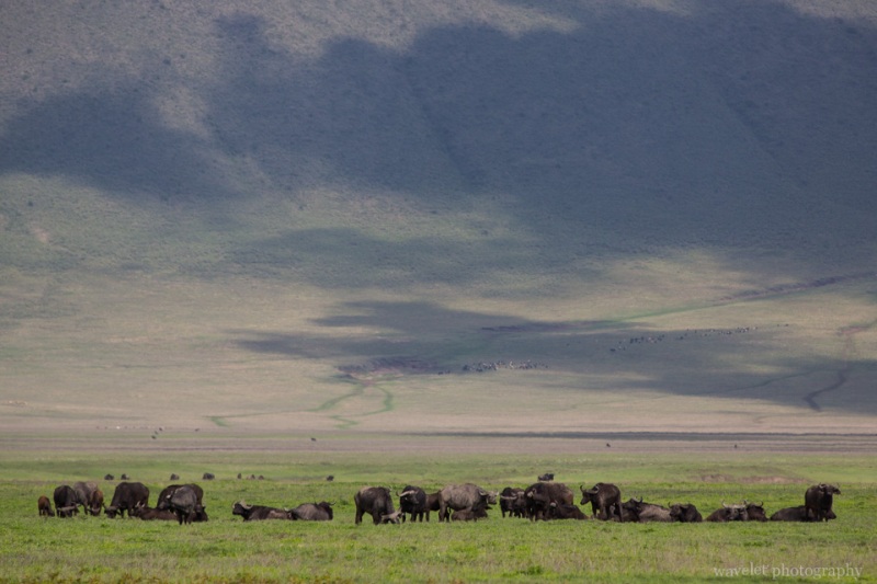 Buffaloes, Ngorongoro Crater
