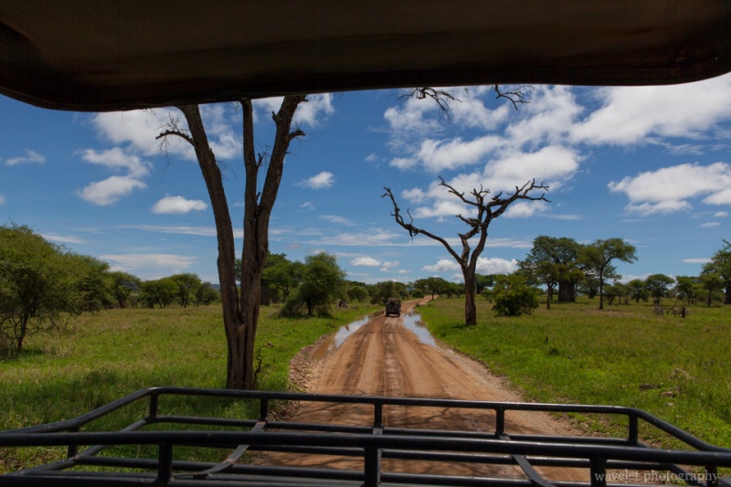 Game drive in Tarangire National Park