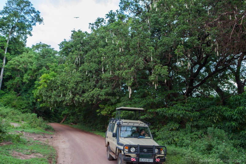 Sausage trees, Lake Manyara National Park