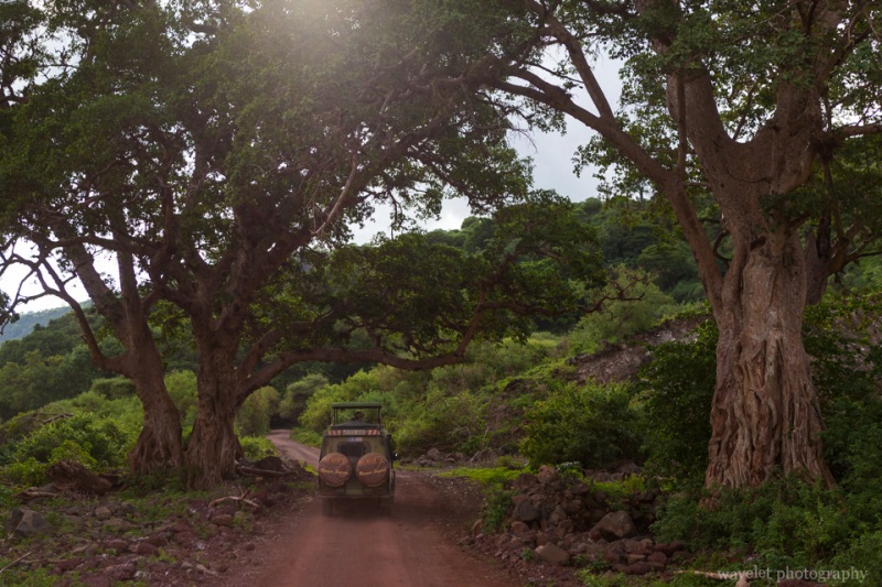 Game drive in Lake Manyara National Park