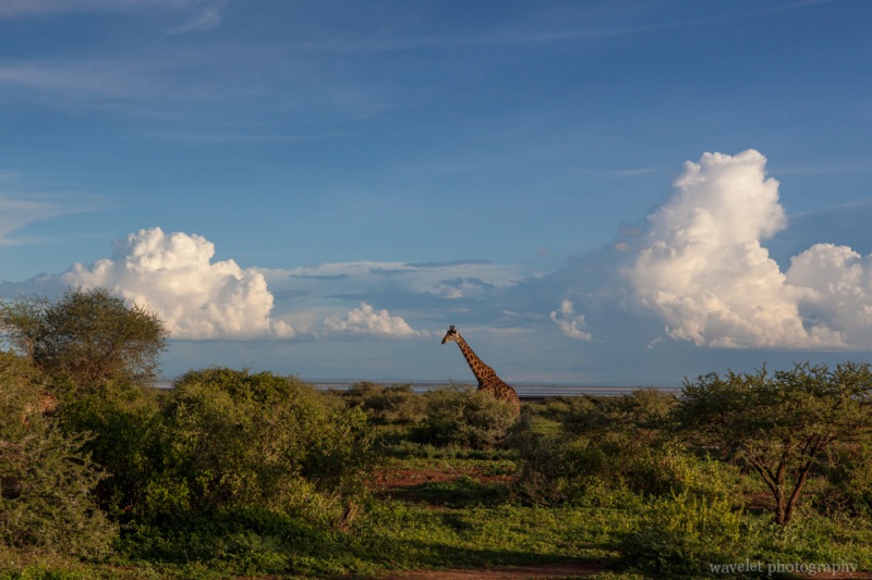 Lake Manyara National Park