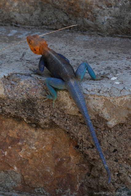 Agama Lizard, Oldupai Gorge