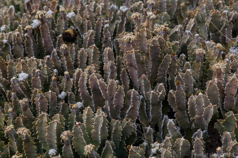 Vegetation of Oldupai Gorge