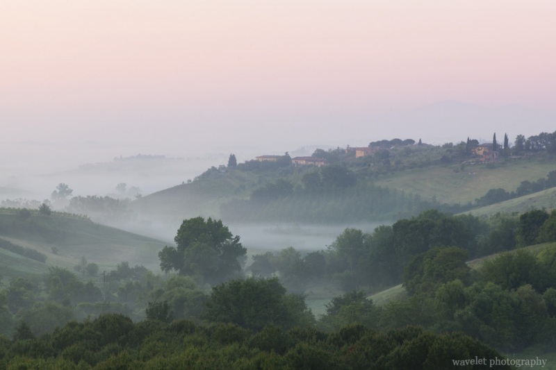 Morning frog, Siena