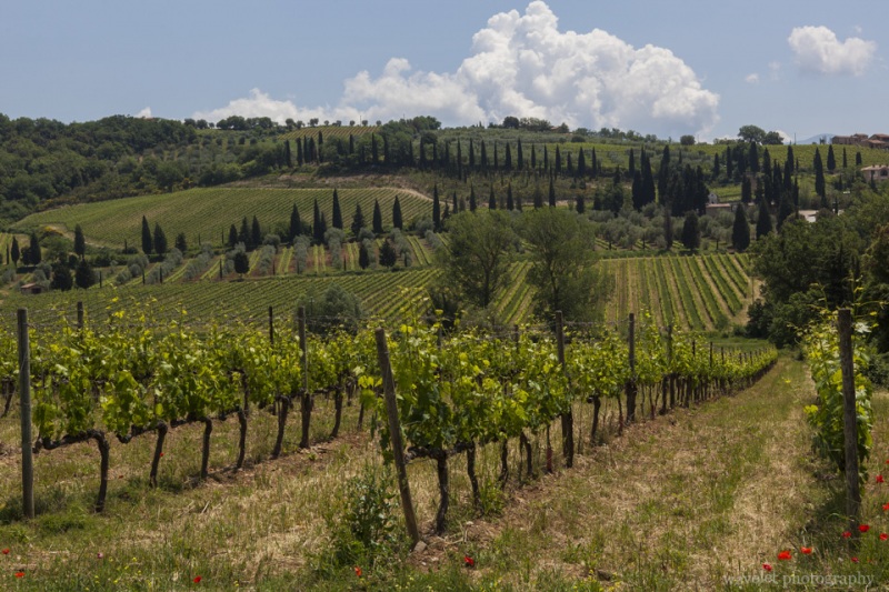 Near Sant'Antimo Abbey, Southern Tuscany