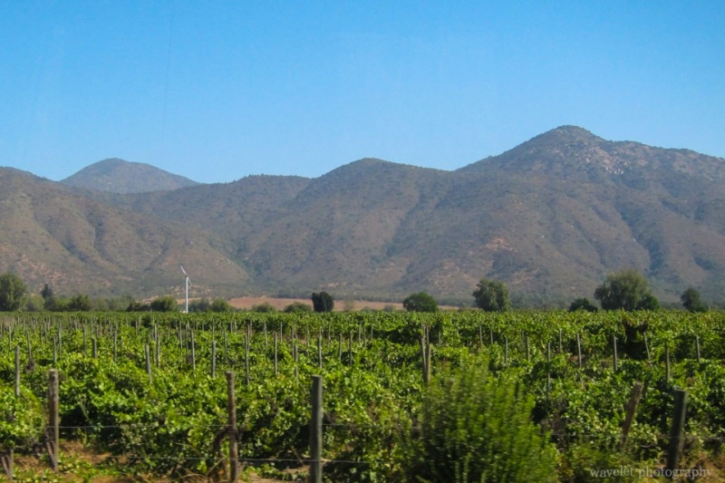 Vineyard between Valparaiso and Santiago
