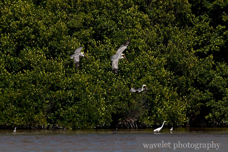 Celestún Wildlife Refuge