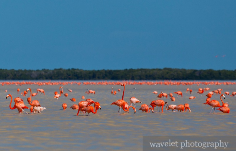 Celestún Wildlife Refuge