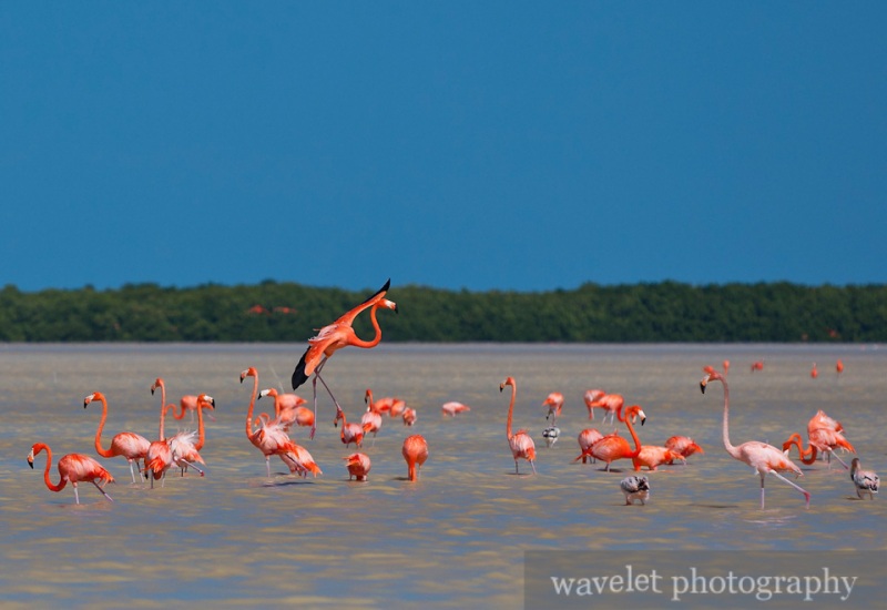 Celestún Wildlife Refuge