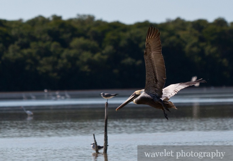 Celestún Wildlife Refuge